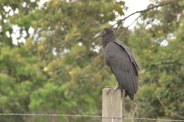 wetlands colombia humedales bogota