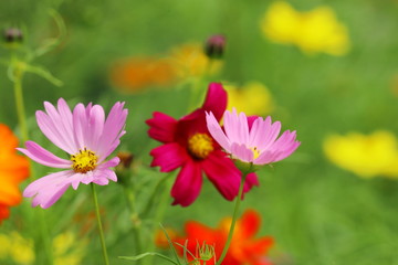 庭園に咲くピンク色のコスモスとキバナコスモス