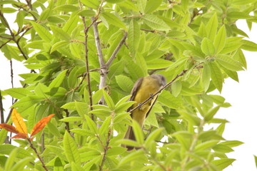 wetlands colombia humedales bogota