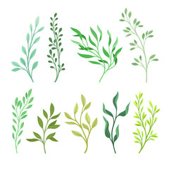 Set of branches with green leaves. Vector illustration on a white background.
