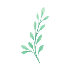 Branch with pale green leaves. Vector illustration on a white background.