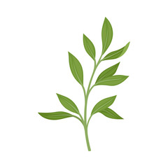Laurel branch. Vector illustration on a white background.