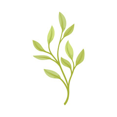 Pale green leaves. Vector illustration on a white background.
