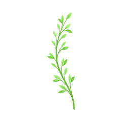 Thin stem with leaves. Vector illustration on a white background.