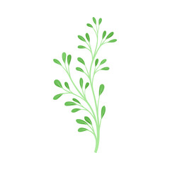 Branch with many stems and leaves. Vector illustration on a white background.