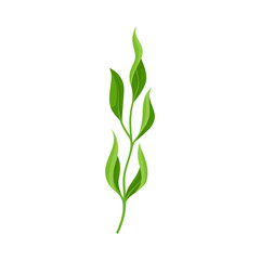 Stem with long leaves. Vector illustration on a white background.