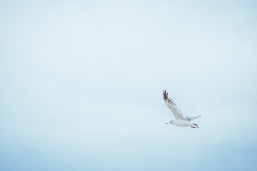ウミネコ