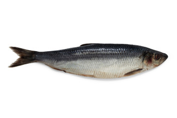Herring