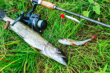 Fishing still life