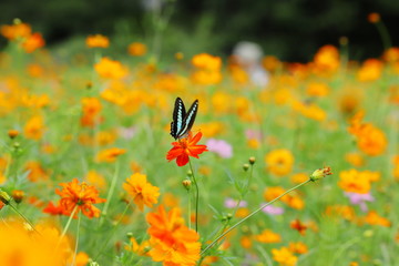 アゲハ蝶と黄色いコスモス