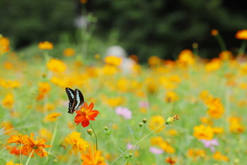 アゲハ蝶と黄色いコスモス