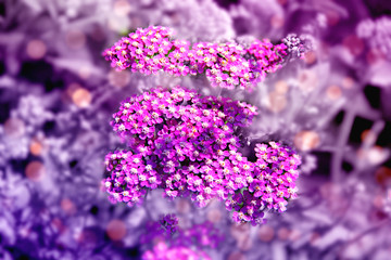 Beautiful flowers in unusual lighting