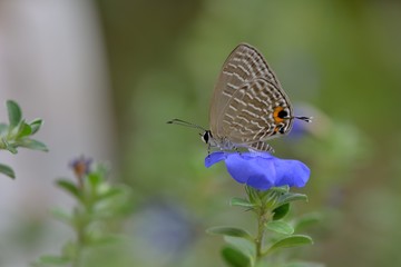 Butterfly (Jamides alecto dromicus) White corrugated butterfly. 