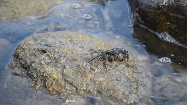 Closeup of a marbled rock crab eating algae