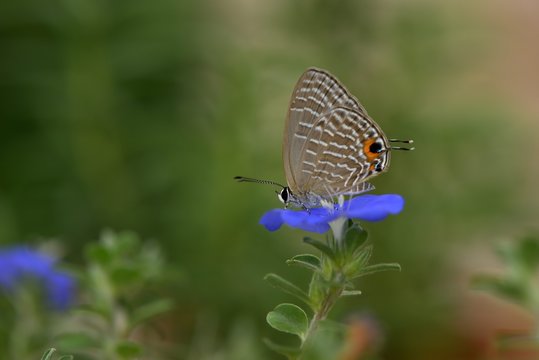 Butterfly (Jamides alecto dromicus) White corrugated butterfly. 