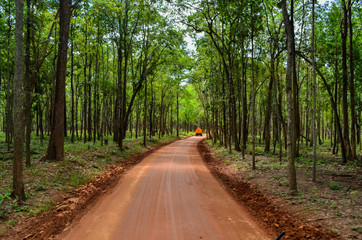 dirt road in to wild and forest