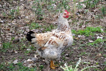 hen and chickens