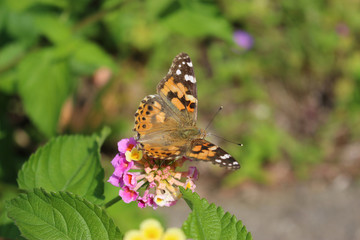 ランタナの花の蜜を吸うヒメアカタテハ