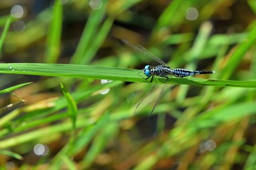 Thick waist dragonfly (Acisoma panorpoides)