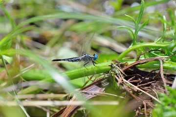 Fototapeta premium Thick waist dragonfly (Acisoma panorpoides)