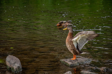 The happy wild duck in the morning