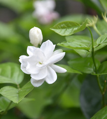 White Colored Belly Flowers Jasmine