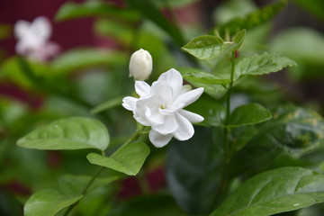 Obraz na płótnie Canvas White Colored Belly Flowers Jasmine