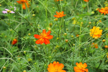 日本庭園に咲くキバナコスモスの花