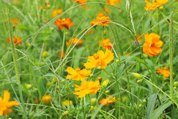日本庭園に咲くキバナコスモスの花