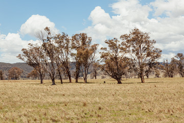 Fototapeta premium Capertee Valley, NSW, Australia