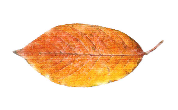 Autumn leaf in watercolor style