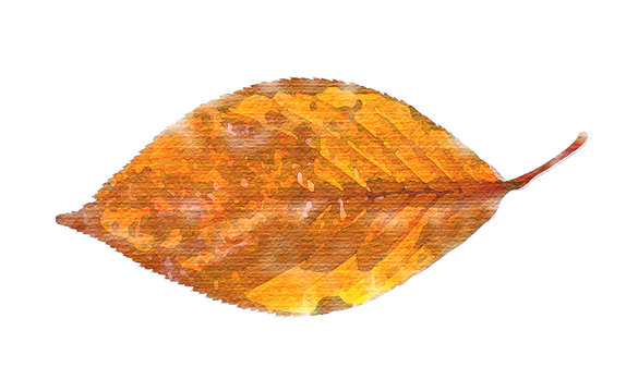 Autumn leaf in watercolor style