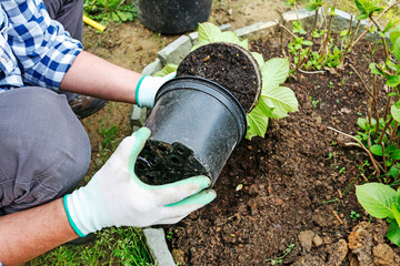 Gardener at work: How to plant a hortensia shrub in the ground.