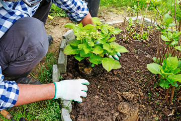 Gardener at work: How to plant a hortensia shrub in the ground.