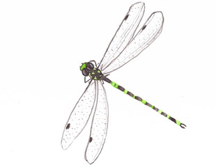 Drawing with watercolors: Big green dragonfly.