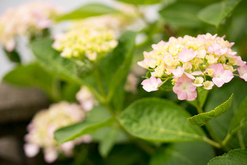 Hydrangea Flower in the garden