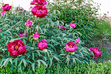 Beautiful pink peonies in the garden.