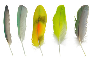 Beautiful collection parrot lovebird feather isolated on white background