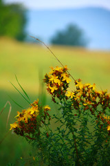 johanniskraut auf der wiese