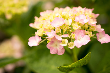 Hydrangea Flower in the garden
