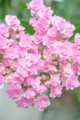 Hydrangea Flowers in the garden