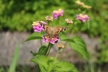 ランタナの花の蜜を吸うヒメアカタテハ