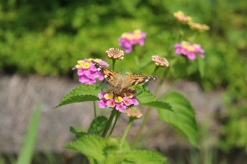ランタナの花の蜜を吸うヒメアカタテハ