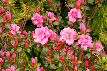 Beautiful pink rhododendron (azalea) in the garden.