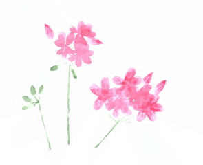 Fototapeta na wymiar Drawing with watercolors: Red geranium flowers.