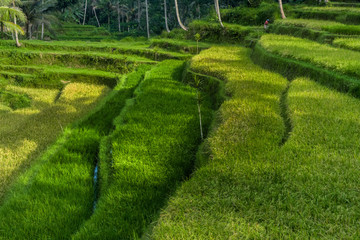 Bali rice fields