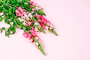 Beautiful matthiola flowers on pink background.