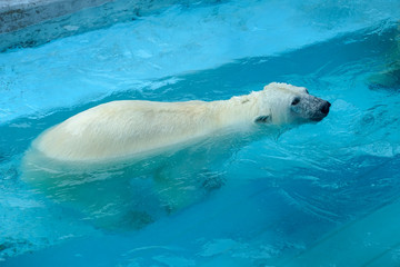 Polar bear at the zoo. An animal in captivity. Northern Bear
