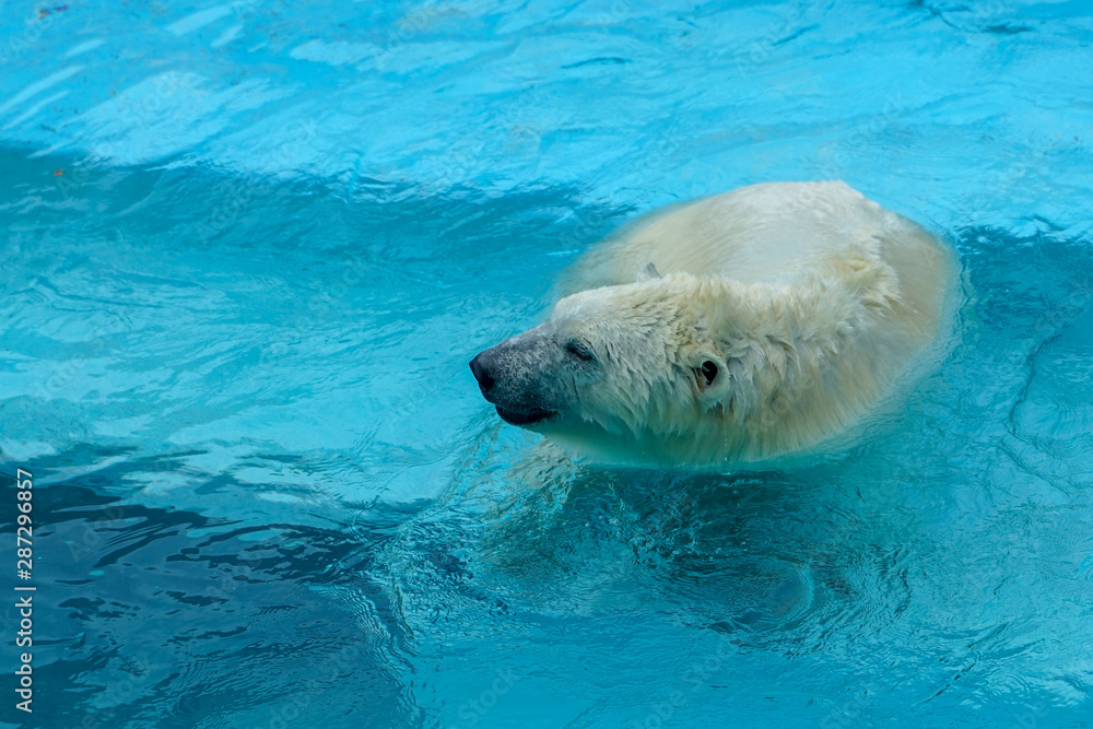 Canvas Prints Polar bear at the zoo. An animal in captivity. Northern Bear