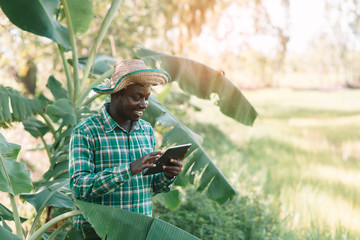 African farmer man looking tablet at organic farm..